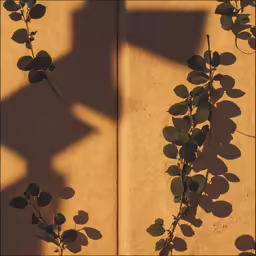 a plant on the ground, casting long shadow from its top