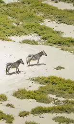 two zebras walking in the desert with bushes