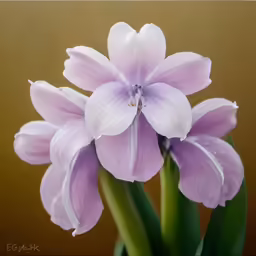 a flower that is sitting next to a brown wall