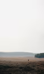 an empty brown field with trees in the background