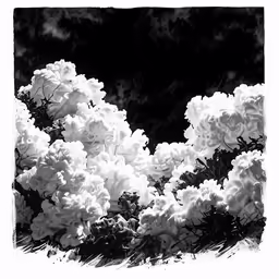 an image of some white flowers in the middle of the night