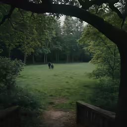 an open field with a small cow standing in the middle of it