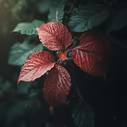 a red leaf is shown in the dark
