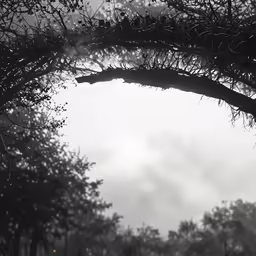 black and white photograph of an arch made out of branches