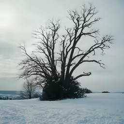 a snowy landscape with a tree and snow