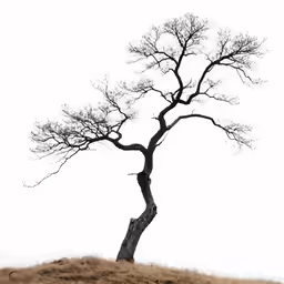 a tree without leaves on top of a hill