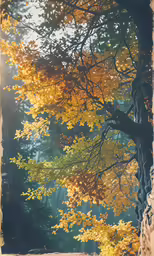 a close up view of a fall tree
