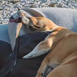 a dog laying next to a pillow on top of a pillow