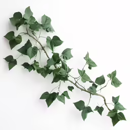 green vines hang from the vine of an ivy - covered tree