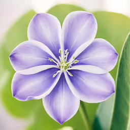 a purple and white flower on top of a green leaf