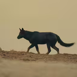 a horse is walking in the desert and it appears to be late