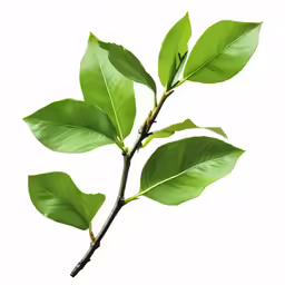 a tree branch with three leaves and four buds