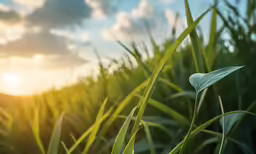 a drop of rain is sitting on top of a leaf in the grass