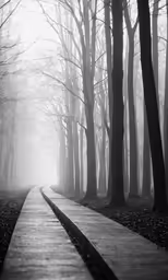 pathway through a forest with leaf covered trees