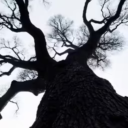 view looking up at the branches of a large tree