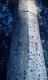 an old tree is standing in the woods