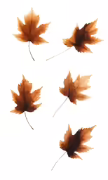four leaves, three orange one yellow and four red