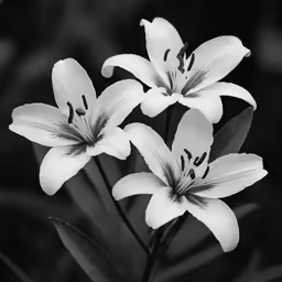three white flowers are placed in black and white