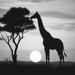 a black and white photo of a giraffe and tree
