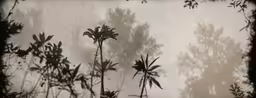 plant silhouettes against fog and light in natural setting