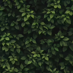 the green leaves of a shrub are neatly arranged