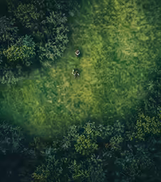 an aerial view of a forested area with lush green grass and a couple standing in a field near trees