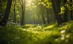 the sunlight shines through a wooded area on grass