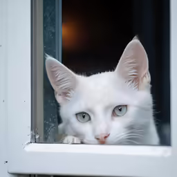 there is a white cat looking out the window