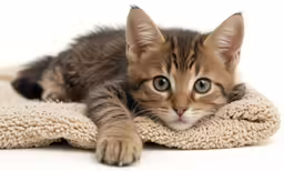 a brown and black kitten is laying on a blanket