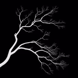 white and black photograph of a tree against a dark sky