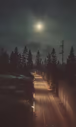 night time photo of a road in the woods