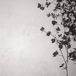 a tree branches with leaves in the air on a cloudy day