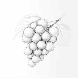 a drawing of grapes on a white background