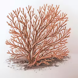 an orange coral is shown in a black frame