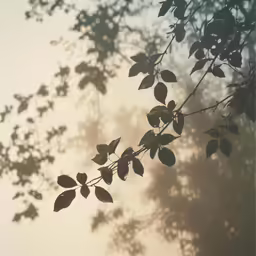trees casting the shadow of leaves in front of a cloudy sky
