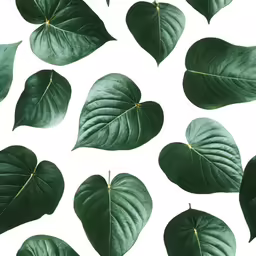 a plant in the middle of a white background