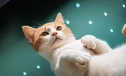 the white cat has one paw on the wall