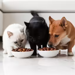 three puppies and two cats looking at their food bowls