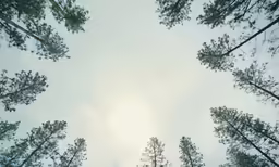 a view through the trees at a blue sky
