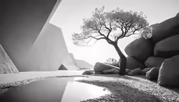black and white image of an outside tree and water