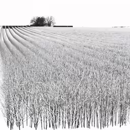 black and white photograph of a snowy field