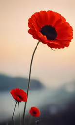 red flowers in the foreground of a blurred view