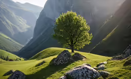 tree standing on a mountain side with big rocks in the grass