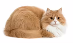 a long haired ginger cat sitting on the ground looking at the camera