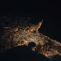 a small cat walking on top of a tree branch
